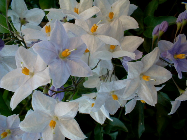 Solanum crispum, Lampranthus e Brugmansia suaveolens